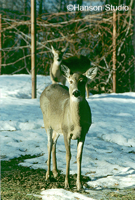 Deer in the Yard